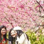 Over_200_Hectares_of_Cherry_Blossoms_Illuminate_Luoqiao_Garden_in_Hunan - Khabar Asia Over_200_Hectares_of_Cherry_Blossoms_Illuminate_Luoqiao_Garden_in_Hunan
