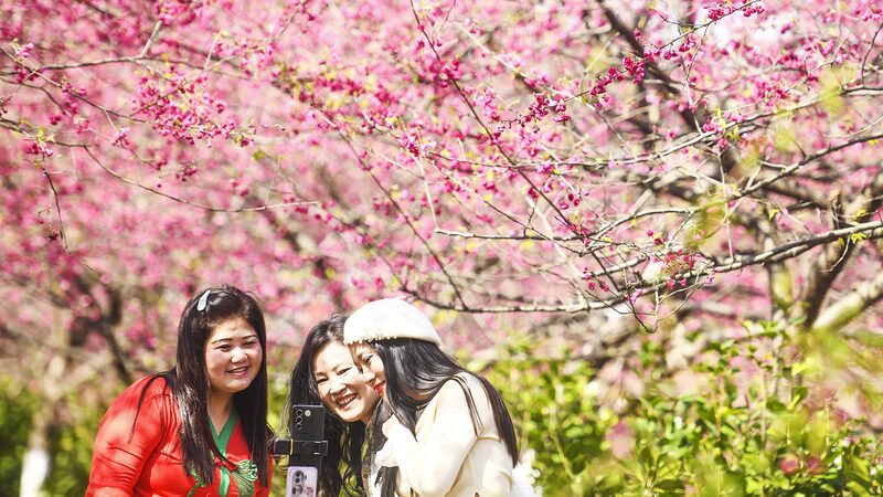 Over_200_Hectares_of_Cherry_Blossoms_Illuminate_Luoqiao_Garden_in_Hunan - Khabar Asia Over_200_Hectares_of_Cherry_Blossoms_Illuminate_Luoqiao_Garden_in_Hunan