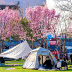 Pinghu_s_Cherry_Blossom_Season_Draws_Global_Visitors - Khabar Asia Pinghu_s_Cherry_Blossom_Season_Draws_Global_Visitors