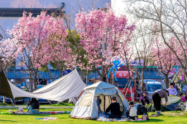Pinghu’s Cherry Blossom Season Draws Global Visitors Pinghu_s_Cherry_Blossom_Season_Draws_Global_Visitors