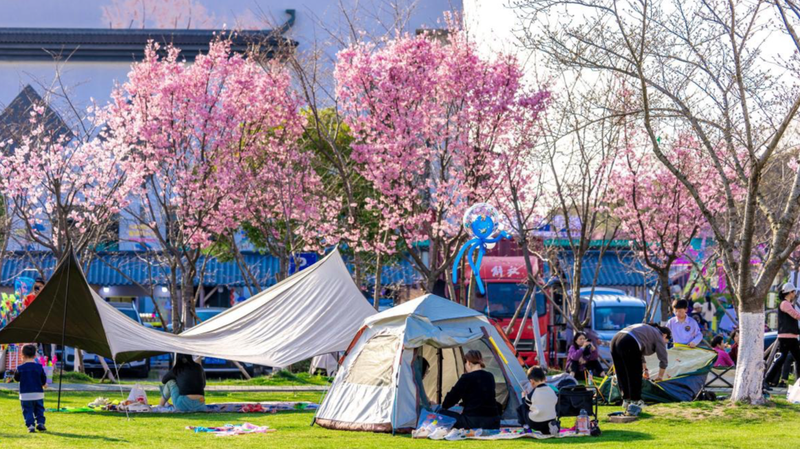 Pinghu_s_Cherry_Blossom_Season_Draws_Global_Visitors - Khabar Asia Pinghu_s_Cherry_Blossom_Season_Draws_Global_Visitors