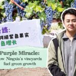 Purple_Miracle__How_Ningxia_s_Vineyards_Fuel_Green_Growth_poster - Khabar Asia Purple_Miracle__How_Ningxia_s_Vineyards_Fuel_Green_Growth video poster