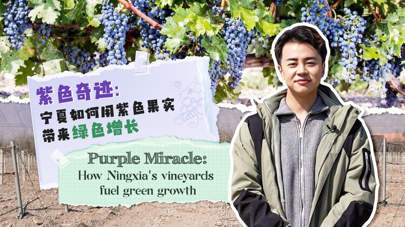 Purple_Miracle__How_Ningxia_s_Vineyards_Fuel_Green_Growth_poster - Khabar Asia Purple_Miracle__How_Ningxia_s_Vineyards_Fuel_Green_Growth video poster