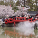 Wuhan’s East Lake Dazzles With 26,000 Blooming Cherry Trees video poster