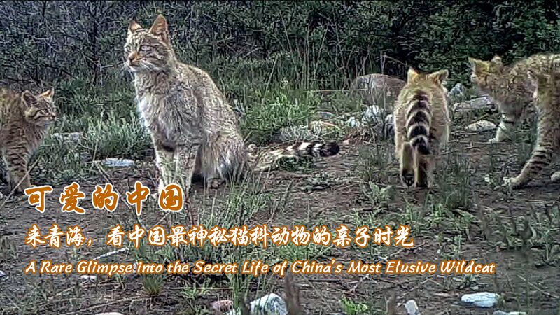 Rare_Chinese_Desert_Cat_Family_Caught_on_Camera_in_Qilian_Peaks_poster - Khabar Asia Rare_Chinese_Desert_Cat_Family_Caught_on_Camera_in_Qilian_Peaks video poster