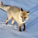 Rare_Golden_Fox_Captivates_Xinjiang_s_Snowy_Grasslands_poster - Khabar Asia Rare_Golden_Fox_Captivates_Xinjiang_s_Snowy_Grasslands video poster