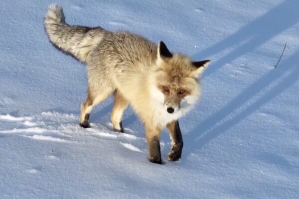 Rare Golden Fox Captivates Xinjiang’s Snowy Grasslands Rare_Golden_Fox_Captivates_Xinjiang_s_Snowy_Grasslands video poster