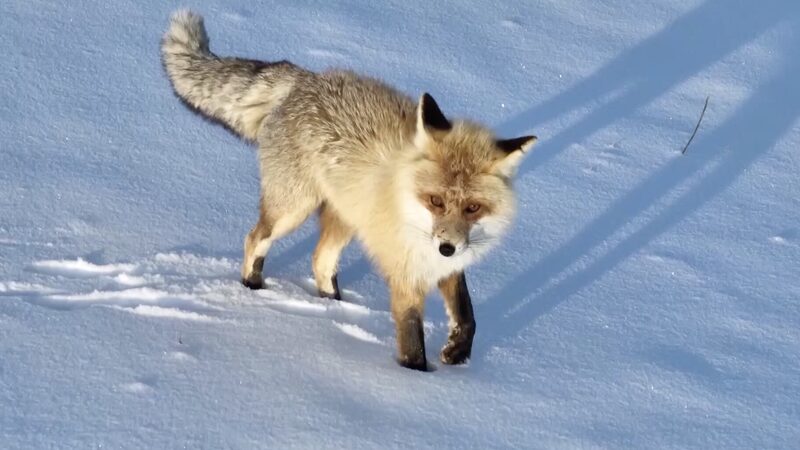 Rare_Golden_Fox_Captivates_Xinjiang_s_Snowy_Grasslands_poster - Khabar Asia Rare_Golden_Fox_Captivates_Xinjiang_s_Snowy_Grasslands video poster