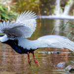 Rare_Silver_Pheasants_Signal_Fujian_s_Ecological_Revival - Khabar Asia Rare_Silver_Pheasants_Signal_Fujian_s_Ecological_Revival