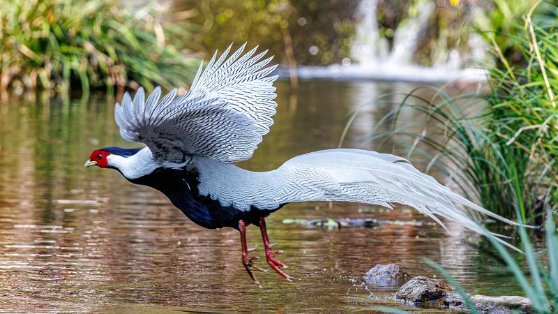 Rare_Silver_Pheasants_Signal_Fujian_s_Ecological_Revival - Khabar Asia Rare_Silver_Pheasants_Signal_Fujian_s_Ecological_Revival