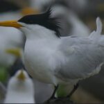 Return_of_the_Mythical_Bird__Chinese_Crested_Terns_Resurge_in_East_China_Sea video poster
