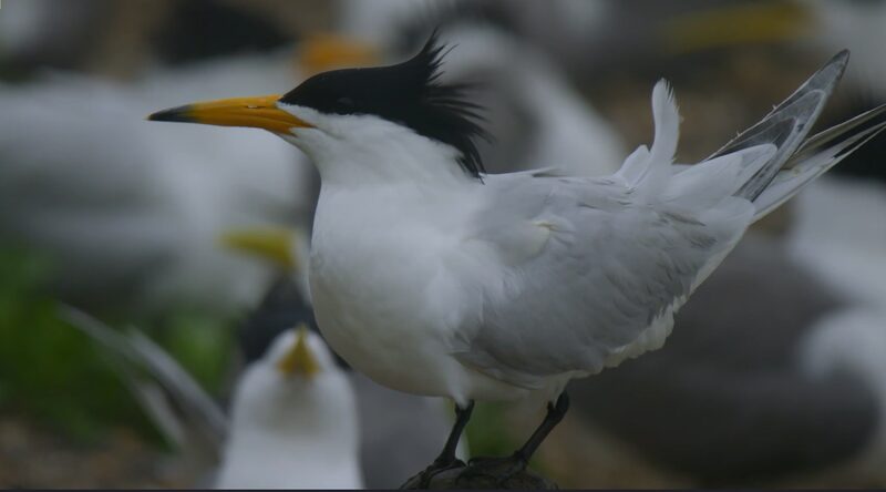 Return_of_the_Mythical_Bird__Chinese_Crested_Terns_Resurge_in_East_China_Sea video poster