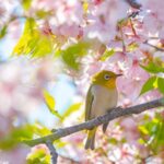 Shanghai_Cherry_Blossoms_Paint_Spring_with_Romantic_Pink_Hues-3 - Khabar Asia Shanghai_Cherry_Blossoms_Paint_Spring_with_Romantic_Pink_Hues