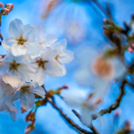 Shanghai_Hits_Record_Early_Summer_Heat_as_Temperatures_Soar