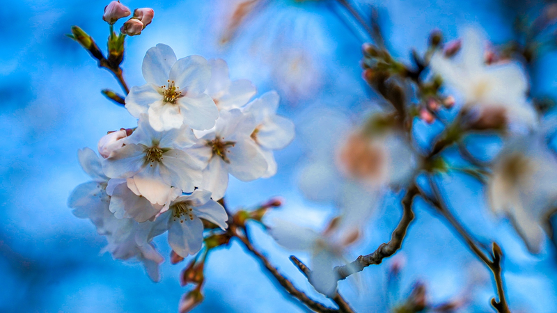 Shanghai_Hits_Record_Early_Summer_Heat_as_Temperatures_Soar