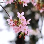 Shenzhen_s_Cherry_Blossom_Power_Station_Merges_Industry_with_Spring_Blooms_poster - Khabar Asia Shenzhen_s_Cherry_Blossom_Power_Station_Merges_Industry_with_Spring_Blooms video poster