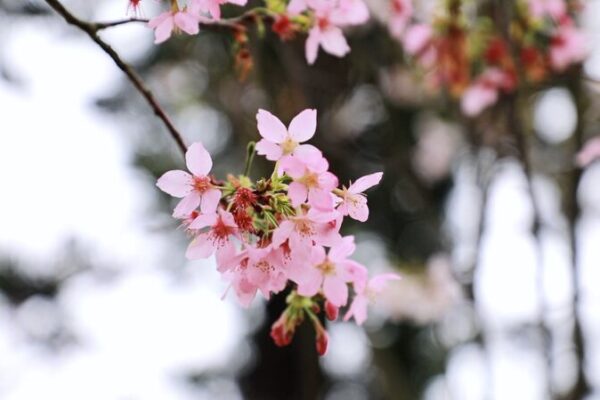 Shenzhen_s_Cherry_Blossom_Power_Station_Merges_Industry_with_Spring_Blooms video poster