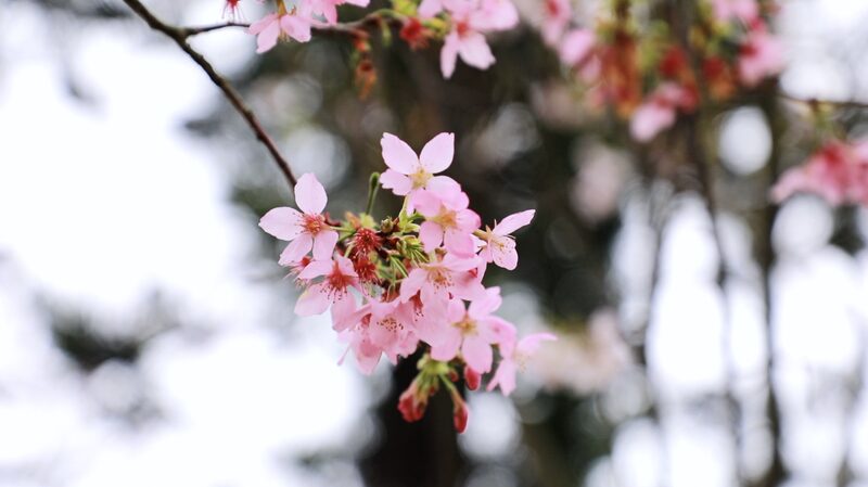 Shenzhen_s_Cherry_Blossom_Power_Station_Merges_Industry_with_Spring_Blooms_poster - Khabar Asia Shenzhen_s_Cherry_Blossom_Power_Station_Merges_Industry_with_Spring_Blooms video poster