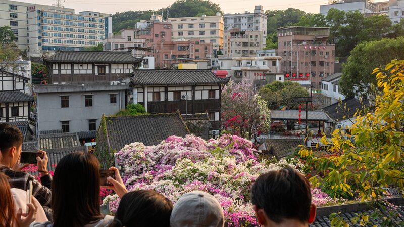 Shenzhen_s_Hakka_Village_Blooms_with_Vibrant_Bougainvillea_Spectacle - Khabar Asia Shenzhen_s_Hakka_Village_Blooms_with_Vibrant_Bougainvillea_Spectacle