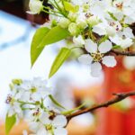 Spring_Blossoms_Illuminate_Beijing_s_Forbidden_City-3 - Khabar Asia Spring_Blossoms_Illuminate_Beijing_s_Forbidden_City