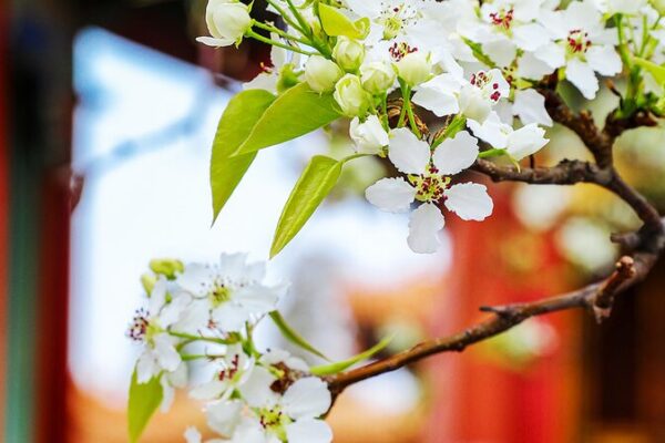 Spring Blossoms Illuminate Beijing’s Forbidden City Spring_Blossoms_Illuminate_Beijing_s_Forbidden_City