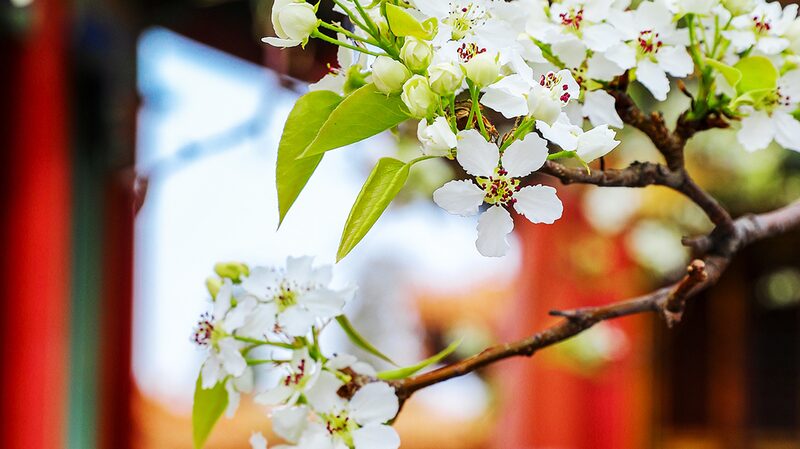 Spring_Blossoms_Illuminate_Beijing_s_Forbidden_City-3 - Khabar Asia Spring_Blossoms_Illuminate_Beijing_s_Forbidden_City