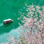 Spring_Blossoms_Illuminate_Travel_Destinations_Across_China