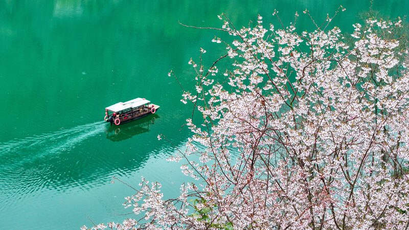 Spring_Blossoms_Illuminate_Travel_Destinations_Across_China - Khabar Asia Spring_Blossoms_Illuminate_Travel_Destinations_Across_China