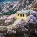 Spring_Blossoms_Transform_Beijing_s_Great_Wall_into_Floral_Wonderland