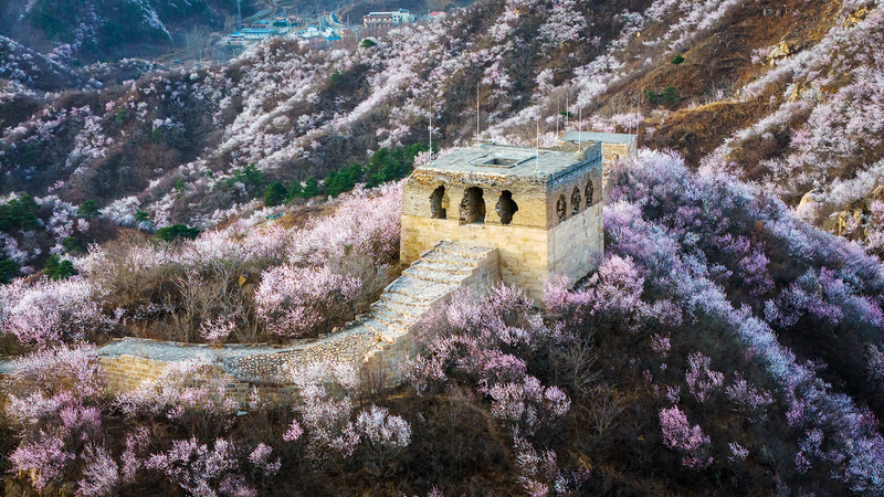 Spring_Blossoms_Transform_Beijing_s_Great_Wall_into_Floral_Wonderland - Khabar Asia Spring_Blossoms_Transform_Beijing_s_Great_Wall_into_Floral_Wonderland