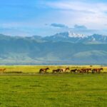 Spring_Herds_in_Motion__Ili_River_Valley_s_Annual_Livestock_Migration_Begins_poster - Khabar Asia Spring_Herds_in_Motion__Ili_River_Valley_s_Annual_Livestock_Migration_Begins video poster