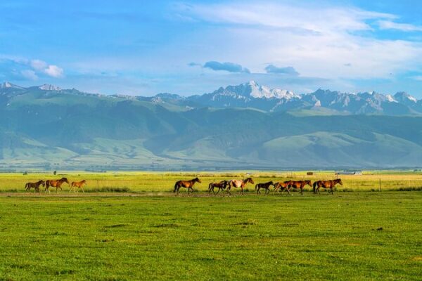 Spring Herds in Motion: Ili River Valley’s Annual Livestock Migration Begins Spring_Herds_in_Motion__Ili_River_Valley_s_Annual_Livestock_Migration_Begins video poster