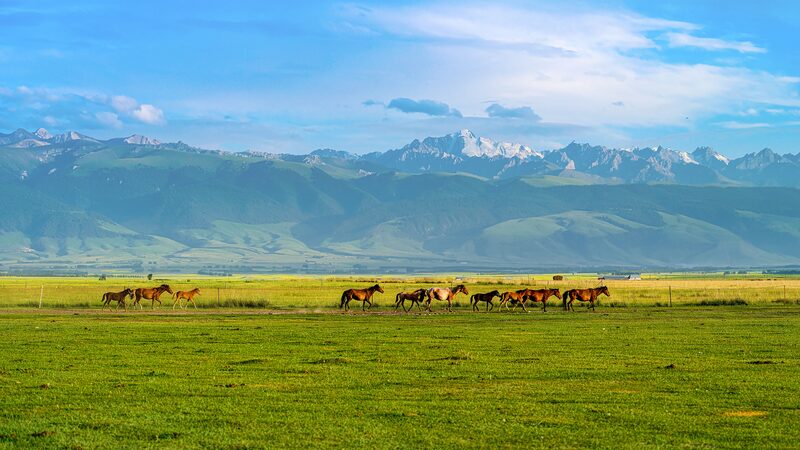 Spring_Herds_in_Motion__Ili_River_Valley_s_Annual_Livestock_Migration_Begins video poster