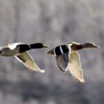 Spring_Migration_Spectacle__Birds_Return_to_China_s_Wetlands_poster - Khabar Asia Spring_Migration_Spectacle__Birds_Return_to_China_s_Wetlands video poster