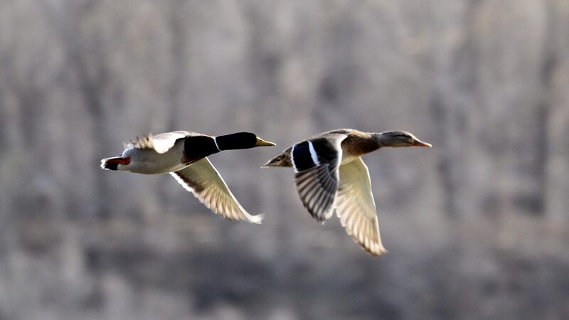 Spring_Migration_Spectacle__Birds_Return_to_China_s_Wetlands_poster - Khabar Asia Spring_Migration_Spectacle__Birds_Return_to_China_s_Wetlands video poster