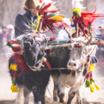 Spring_Plowing_Ceremonies_Mark_New_Harvest_Season_in_Xizang - Khabar Asia Spring_Plowing_Ceremonies_Mark_New_Harvest_Season_in_Xizang