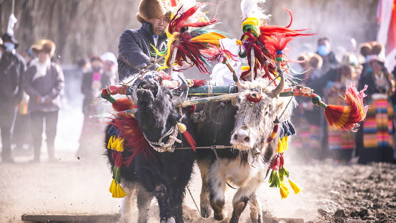 Spring_Plowing_Ceremonies_Mark_New_Harvest_Season_in_Xizang