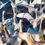 Swans_Signal_Spring_s_Arrival_in_Inner_Mongolia_s_Ordos