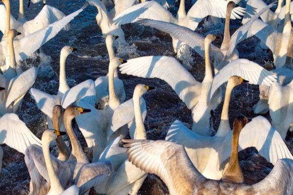 Swans Signal Spring’s Arrival in Inner Mongolia’s Ordos Swans_Signal_Spring_s_Arrival_in_Inner_Mongolia_s_Ordos