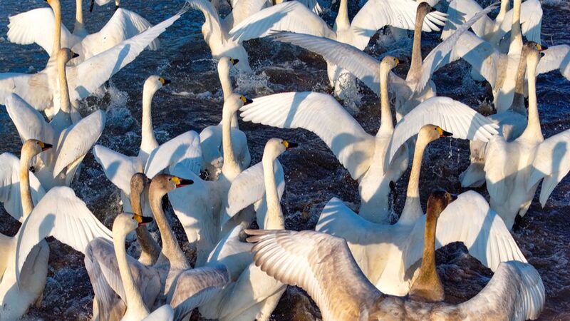Swans_Signal_Spring_s_Arrival_in_Inner_Mongolia_s_Ordos - Khabar Asia Swans_Signal_Spring_s_Arrival_in_Inner_Mongolia_s_Ordos
