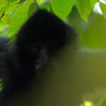 The_Roar_of_Gibbons__Conservation_Efforts_in_Yunnan_s_Wuliang_Mountains video poster