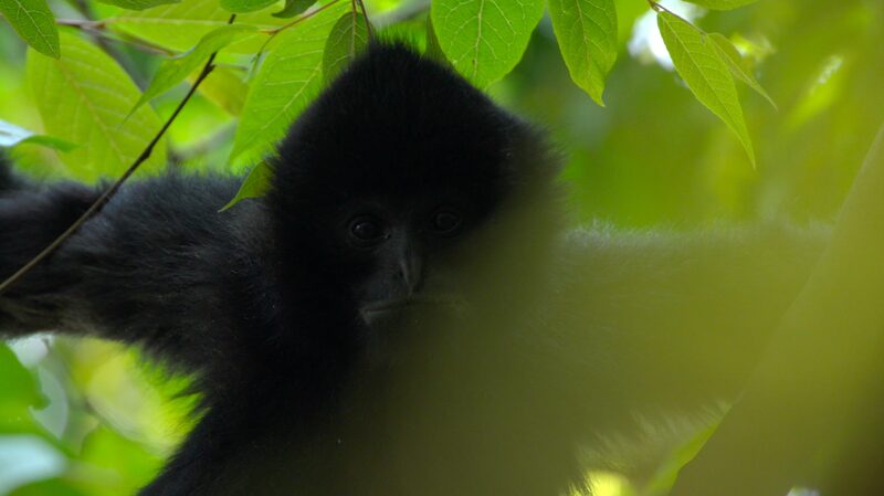 The_Roar_of_Gibbons__Conservation_Efforts_in_Yunnan_s_Wuliang_Mountains_poster - Khabar Asia The_Roar_of_Gibbons__Conservation_Efforts_in_Yunnan_s_Wuliang_Mountains video poster