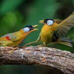 Tiny_Bodies__Big_Attitude__Silver_Eared_Mesias_Clash_in_Yunnan