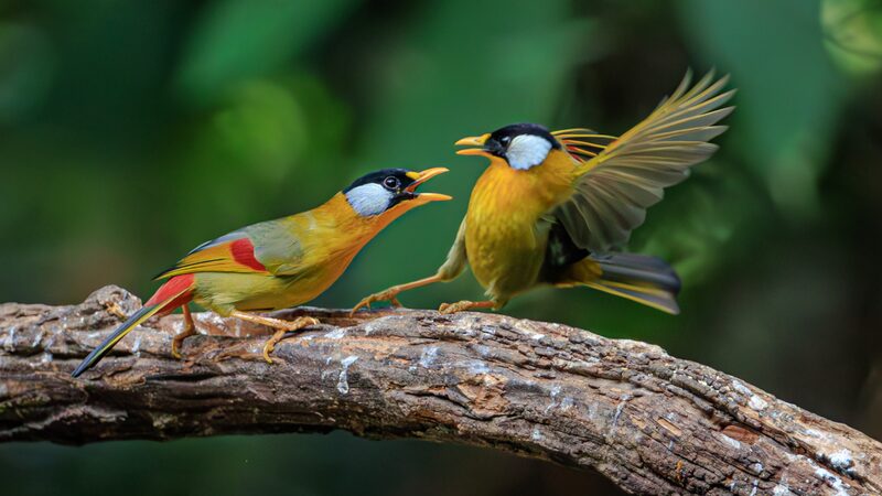 Tiny_Bodies__Big_Attitude__Silver_Eared_Mesias_Clash_in_Yunnan