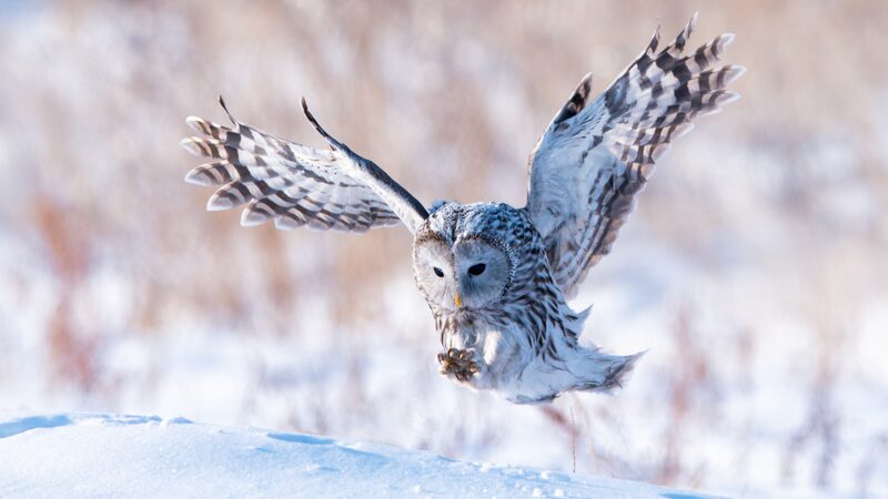 Ural Owl’s Winter Majesty Captivates Inner Mongolia Ural_Owl_s_Winter_Majesty_Captivates_Inner_Mongolia