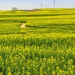Vibrant_Canola_Blooms_Paint_Yunnan_s_Luoping_County_in_Gold_poster - Khabar Asia Vibrant_Canola_Blooms_Paint_Yunnan_s_Luoping_County_in_Gold video poster