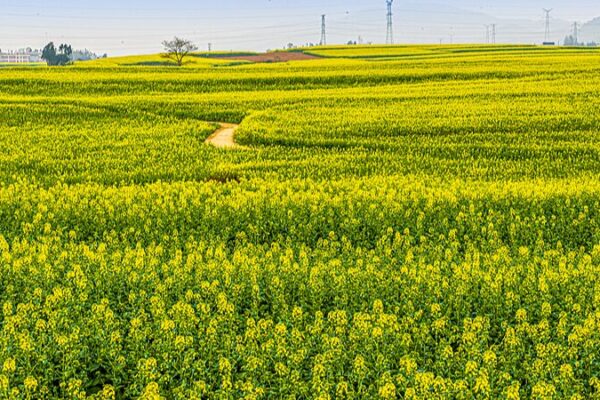 Vibrant Canola Blooms Paint Yunnan’s Luoping County in Gold Vibrant_Canola_Blooms_Paint_Yunnan_s_Luoping_County_in_Gold video poster