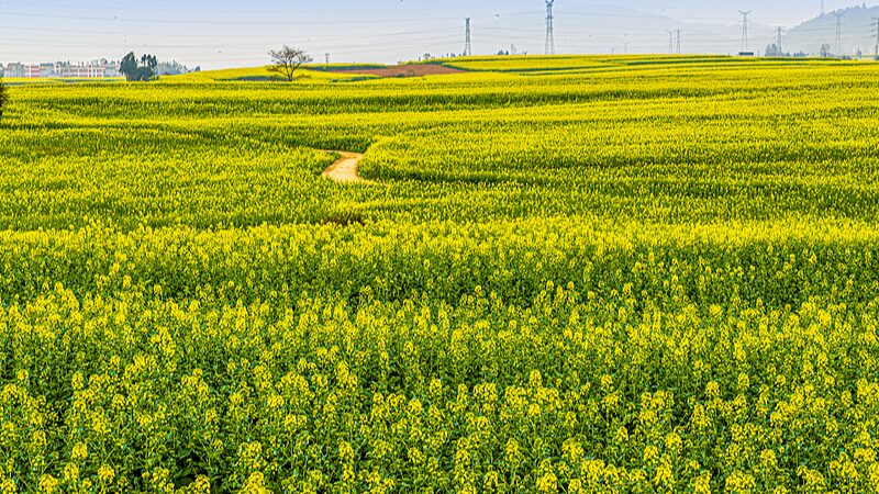 Vibrant_Canola_Blooms_Paint_Yunnan_s_Luoping_County_in_Gold video poster