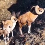 Wild_Argali_Sheep__Ibex_Traverse_Xinjiang_s_Rugged_Cliffs_in_Stunning_Footage_poster - Khabar Asia Wild_Argali_Sheep__Ibex_Traverse_Xinjiang_s_Rugged_Cliffs_in_Stunning_Footage video poster