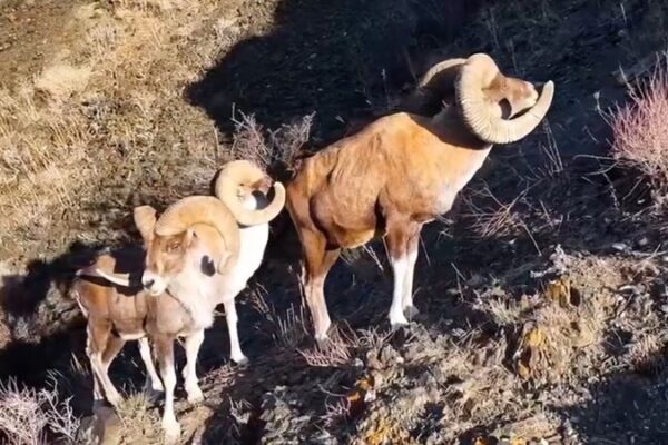 Wild Argali Sheep, Ibex Traverse Xinjiang’s Rugged Cliffs in Stunning Footage Wild_Argali_Sheep__Ibex_Traverse_Xinjiang_s_Rugged_Cliffs_in_Stunning_Footage video poster